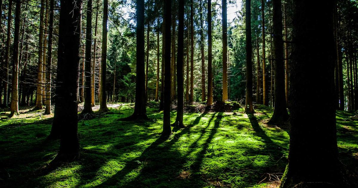 5个新芮表单使用技巧，提升工作效率