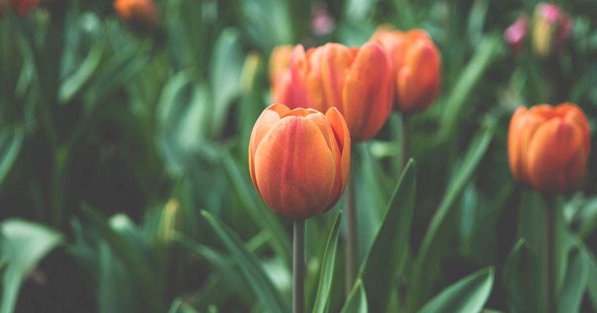 为什么选择新芮表单进行数据收集