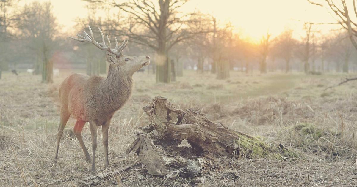 新芮表单最佳实践指南